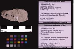 Foto (Objekt + Etiketten) von Bullariscus patruliusi (Robins et al., 2013) (NHMW-GEO-1990-0041-0149b)